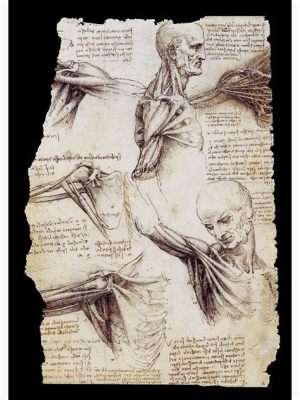 X-Raying the Renaissance: A Critical Analysis of Leonardo da Vinci's Anatomical Drawings