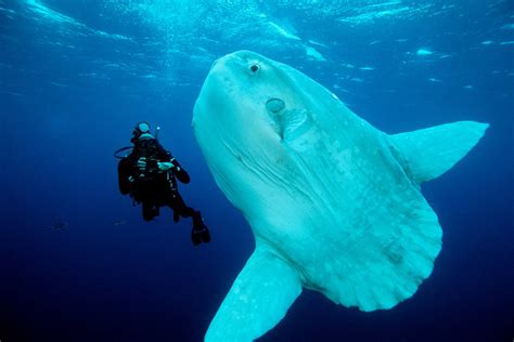 Show me a picture of a sunfish, and let's ponder the mysteries of its flat existence.