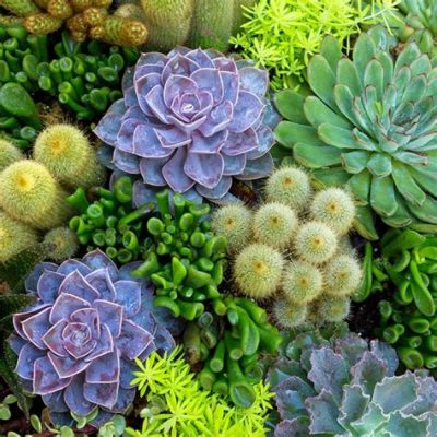  Succulents: A Gardener's Guide to These Amazing Plants - Unleashing the Art of Drought-Tolerant Beauty