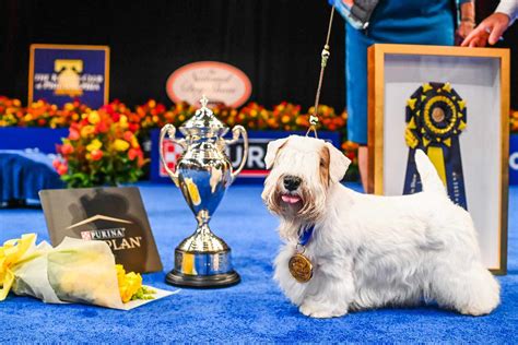 What Dog Won Best in Show 2023: A Tale of Tails and Triumphs